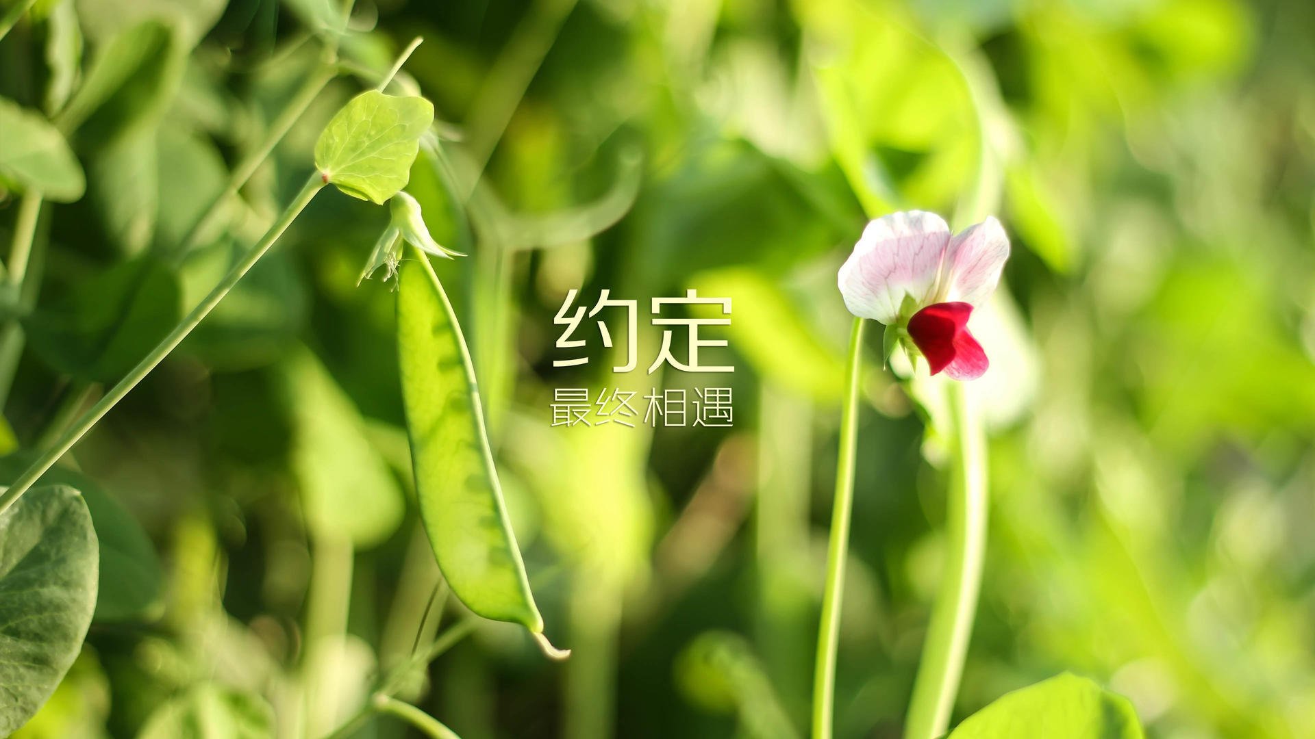 美因茨主场失球，德甲保级前景一片迷茫，美因茨队主客场球衣
